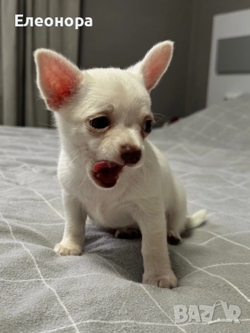 Мини Чихуахуа Момиченце, снимка 3 - Чихуахуа - 53250364