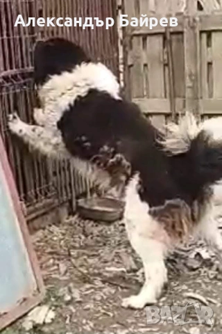 Българско овчарско куче , снимка 4 - Каракачанска овчарка - 53087119