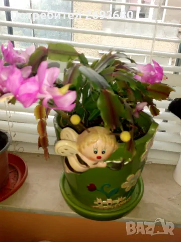  Коледниче розово+керамична саксия с подложка , снимка 9 - Саксии и кашпи - 45505179