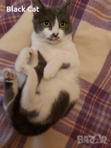 Малко добро коте, снимка 5 - Други - 42644216