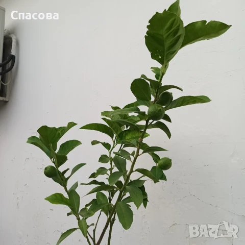 Лимон - Лимоново дръвче