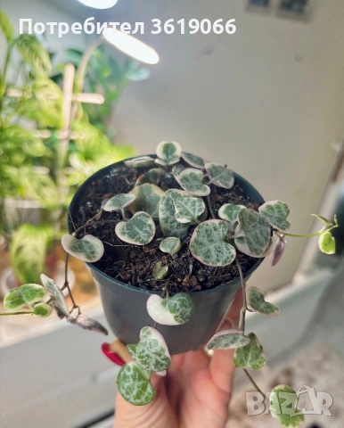 ceropegia woodii variegata, снимка 3 - Стайни растения - 53115391