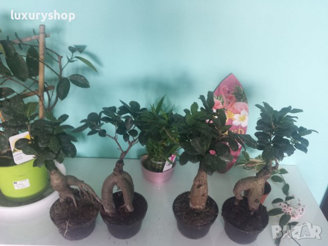 БЕЗПЛАТНА ДОСТАВКА!   х 100 броя селектирани семена от Дръвче " Бонсай "   Цена: 16.89 лева, снимка 4 - Стайни растения - 36770208