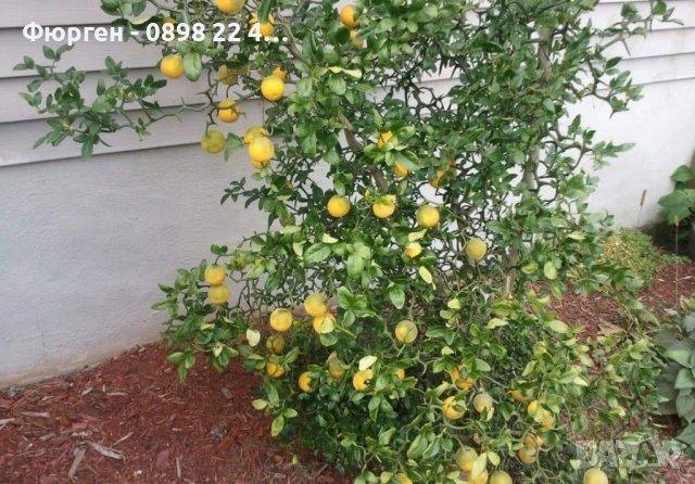 Poncirus trifoliata / Див лимон, снимка 3 - Разсади - 37305243