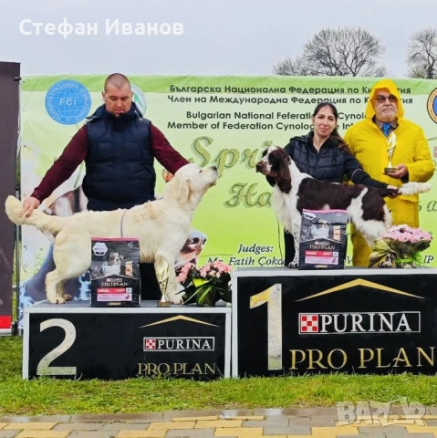 Голдън ретривър, снимка 9 - Голдън ретривър - 53307145