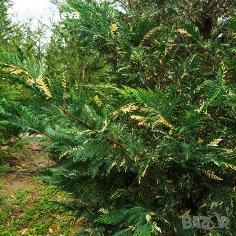 Кипарис Лейланди вариегатно, (Cupressocyparis leylandii 'Variegata'), снимка 14 - Градински цветя и растения - 43302260