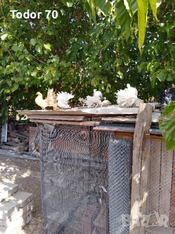 гълъби, снимка 4 - Гълъби - 52111546