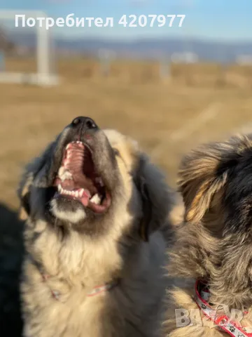 Кавказки овчарки , снимка 6 - Кавказка овчарка - 46973377