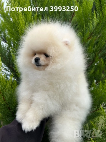 Померани момичета момчета, снимка 1