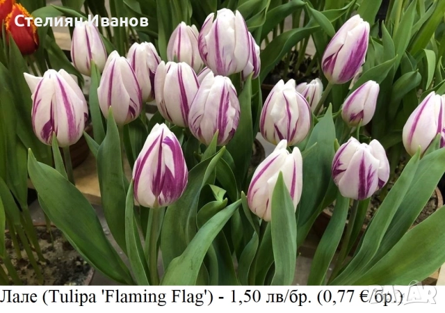 СОРТОВИ ЛАЛЕТА – ЛУКОВИЦИ - част 2, снимка 4 - Сортови семена и луковици - 52372863