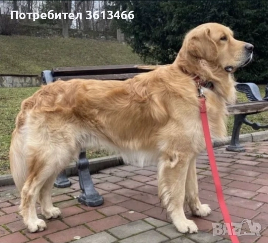 Чистокръвен голдън ретривър мъжко, снимка 4 - Голдън ретривър - 50903635