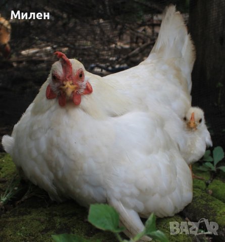 бройлери стартер 4-1, снимка 1