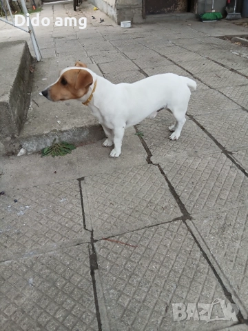 Джак ръсел за разплот, снимка 5 - Джак ръсел териер - 51892583