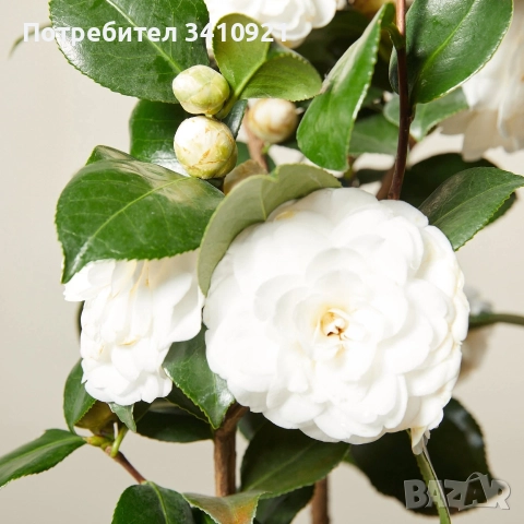Камелия бяла(Camellia Japonica), снимка 2 - Градински цветя и растения - 52839111