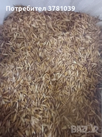 Продавам черен зимен овес, снимка 1