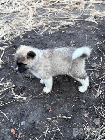 Америкаска акита , снимка 5 - Акита - 53493494