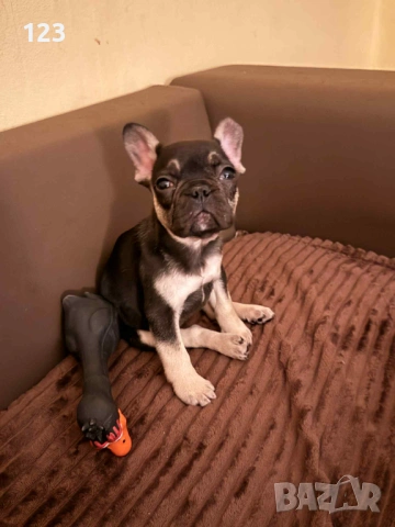 Френски булдог момиченце, снимка 6 - Френски булдог - 53058383