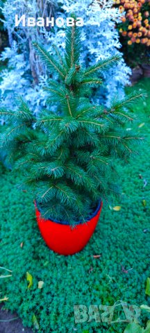 Елхички в саксия