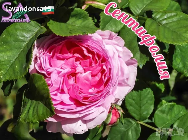 Разсад маслодайни рози, снимка 4 - Градински цветя и растения - 42641069