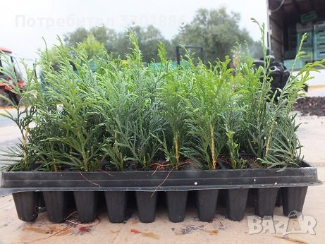 Туя Смарагд, Даника, Едногодишен разсад, друг в мултиплейта, снимка 2 - Разсади - 37803442