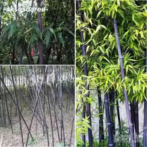 100 висококачествени семена Студоустойчив черен бамбук от САЩ за Декорация на дома и Градината , снимка 12 - Сортови семена и луковици - 49727476