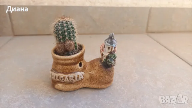 Кактус ехинопс в декоративен съд