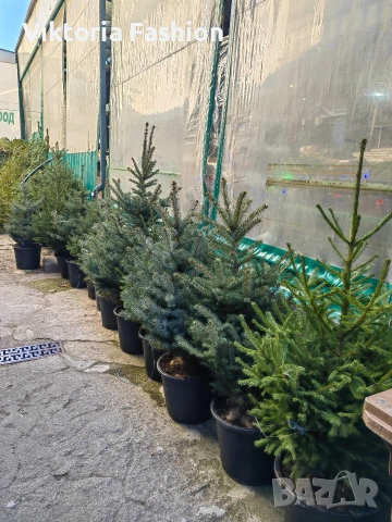 коледна елха, снимка 3 - Градински цветя и растения - 52796988