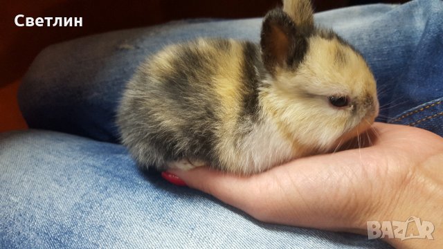 Малки декоративни зайчета, снимка 3 - Декоративни зайчета - 28688866