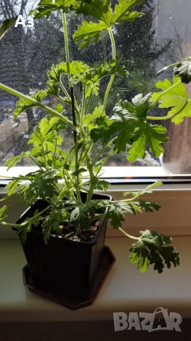 Продавам цветя Индрише (български сорт), снимка 7 - Стайни растения - 35600076