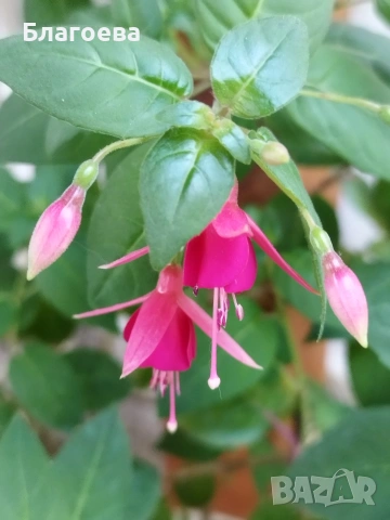 Обичка многогодишна/Фуксия Магеланика розово-цикламена