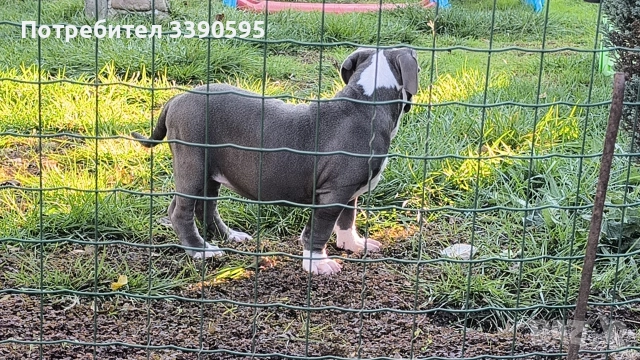 Американско Були Хл Момичета , снимка 5 - Питбул - 52863050