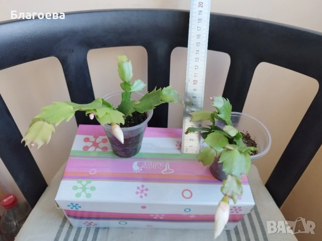 Мини Коледниче светло-розово, снимка 6 - Стайни растения - 51988049