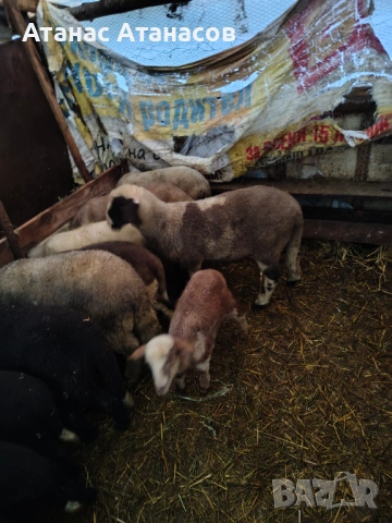 Агнета , снимка 4 - Овце - 53506555