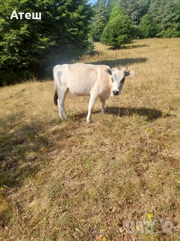 крави юници телета, снимка 9 - Крави - 51529893