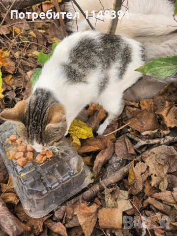 Подаряваме малко коте , снимка 3 - Други - 52627194