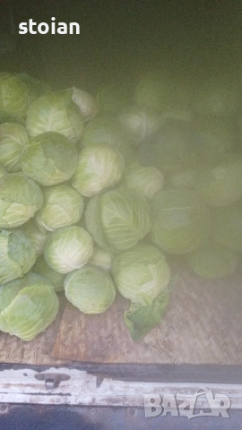 продавам зеле чииз