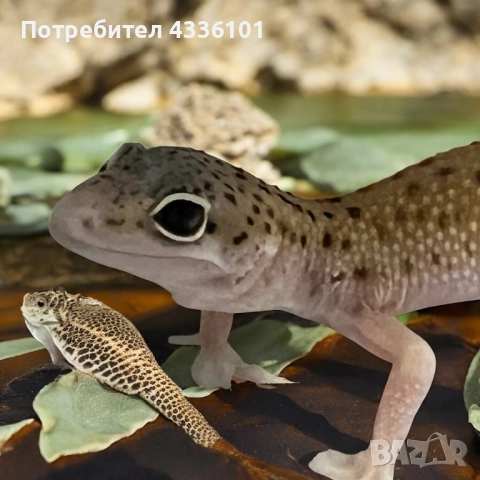 Продавам леопардов гекон (Eublepharis macularius) 🦎, снимка 1