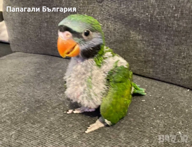 Социално бебе Китайски Александър, снимка 1