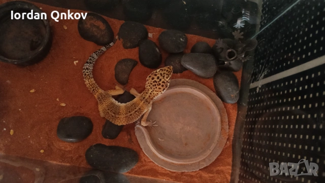 Продавам гекон