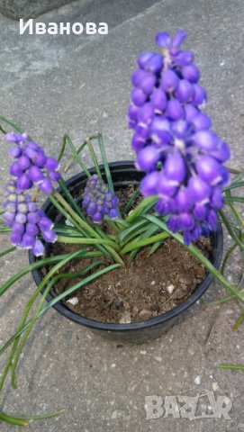 Мускари, снимка 3 - Градински цветя и растения - 28244507