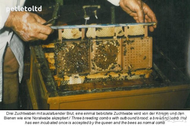 Защитна клетка арт.№ 040 Schutzzellen mit Futterstopfen (10 бр), снимка 16 - За пчели - 33045170