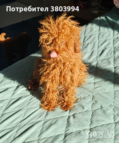 Червена прекрасна принцеса Тийкъп / той пуделче на 6 месеца , снимка 2 - Пудели - 53105061