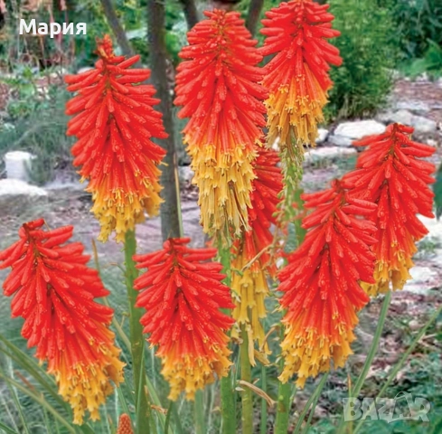 Книфофия, снимка 5 - Градински цветя и растения - 52090352