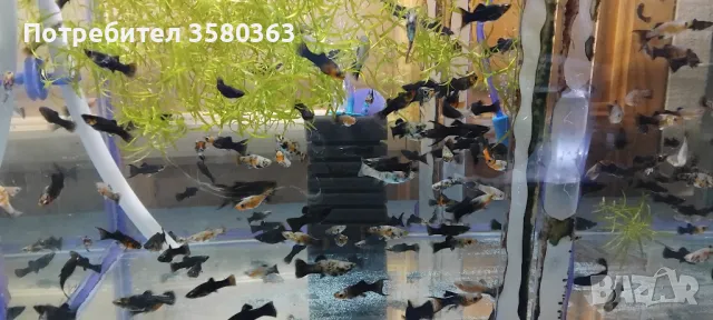 Декоративни рибки , снимка 2 - Рибки - 45019437