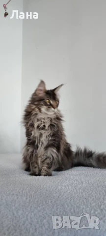 Мейн кун коте, снимка 8 - Мейн кун - 35948872