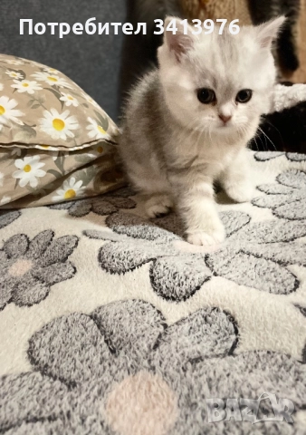 Сребърни принцеси