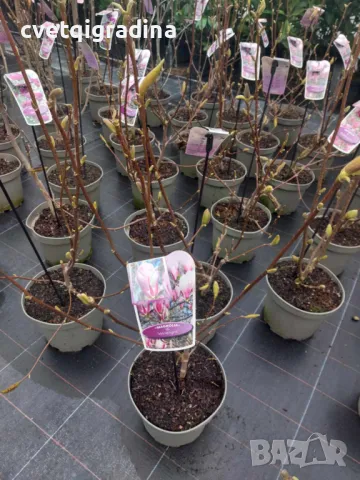 Magnolia Winelight (Магнолия Винена светлина), снимка 2 - Градински цветя и растения - 49727950