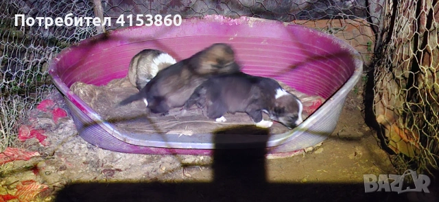 Малки кученца