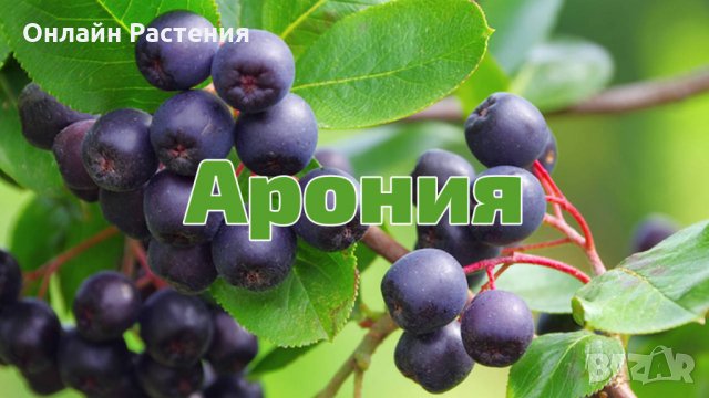 Арония - Растение  Цена за 1бр 9лв При покупка на 3 броя 1 брой подарък.