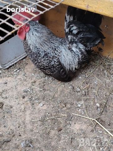 Продавам петле  шабо, снимка 4 - други­ - 53458519